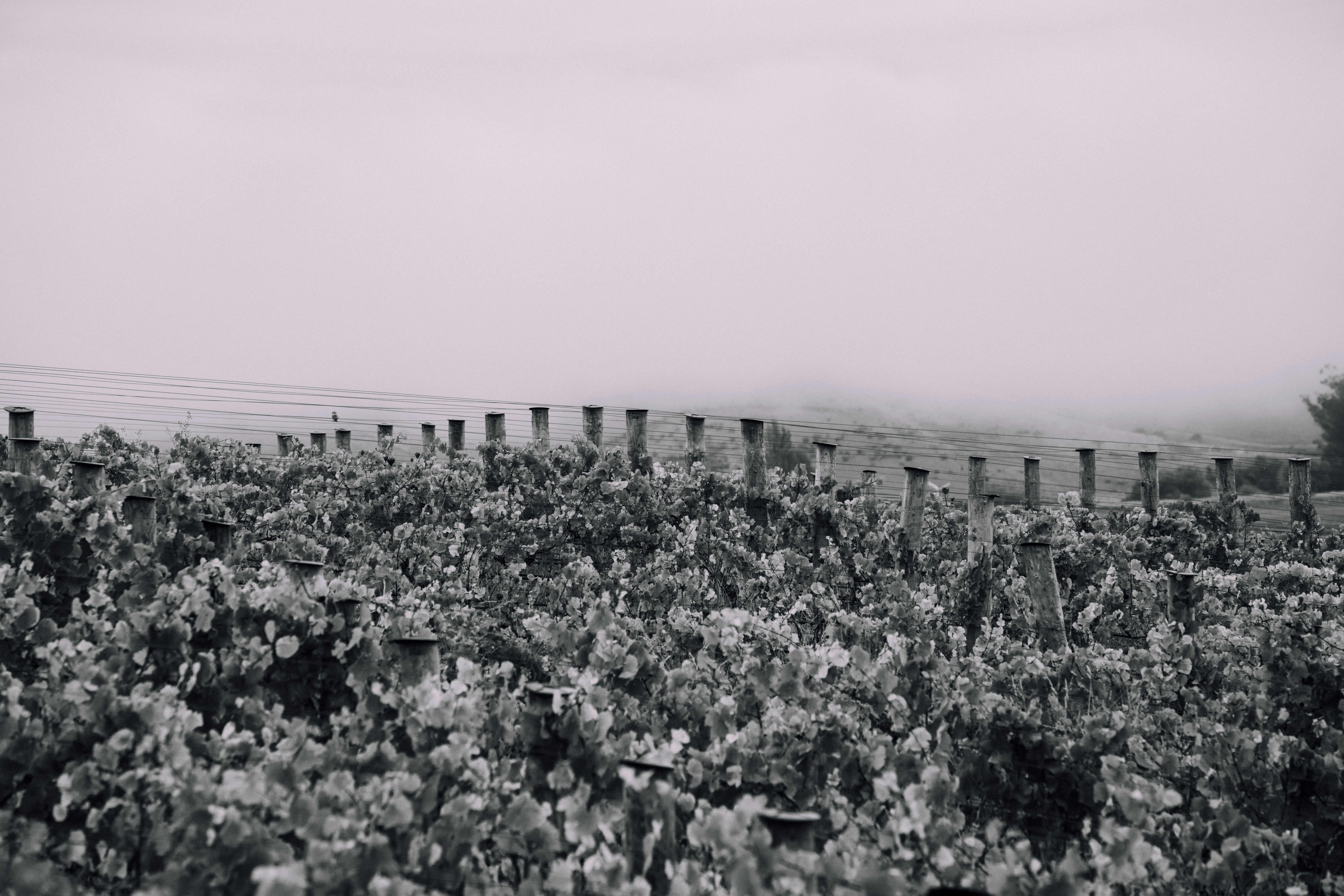 Portfolio photography