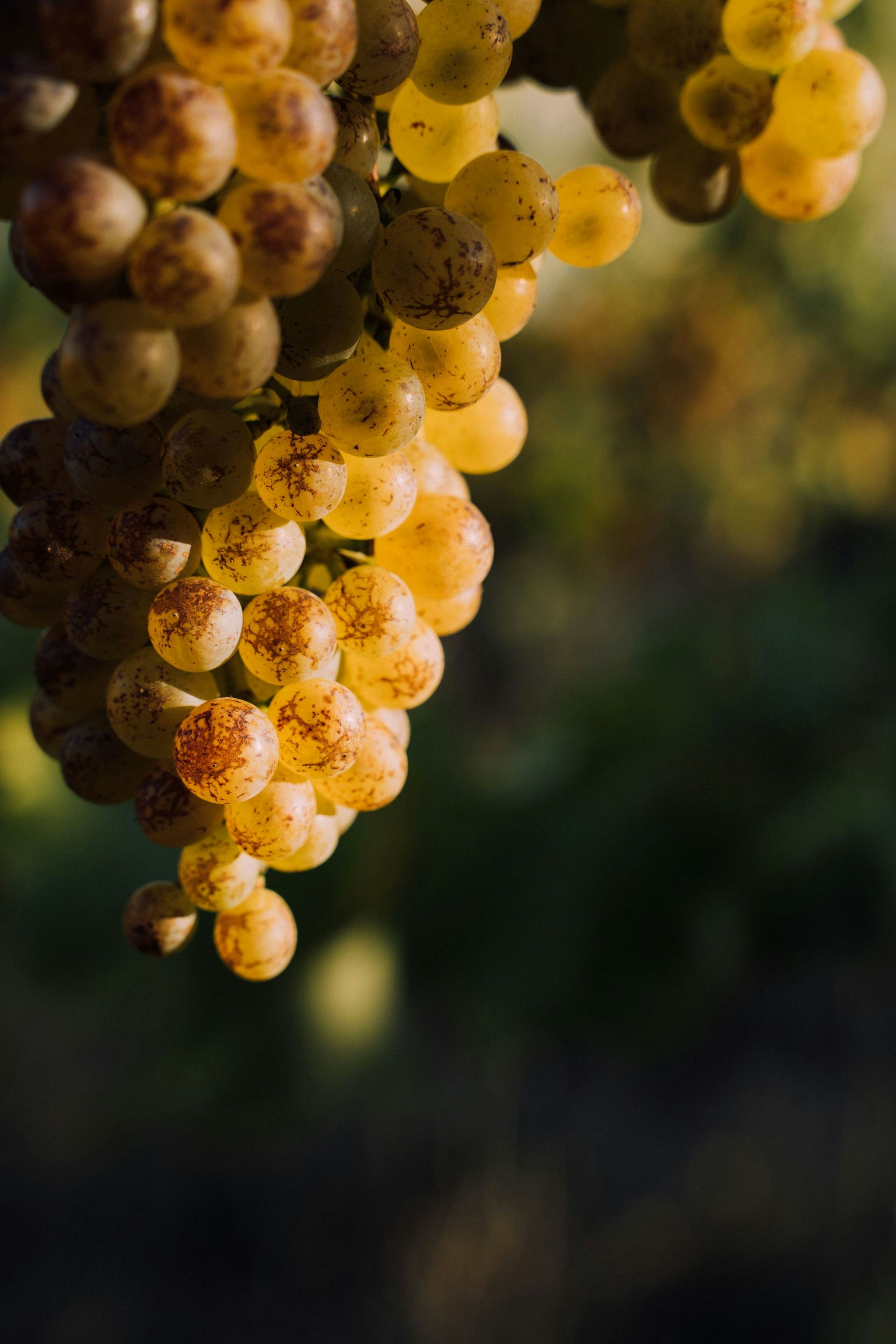 Portfolio photography